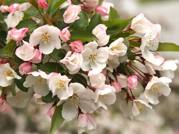 Floridos frutales